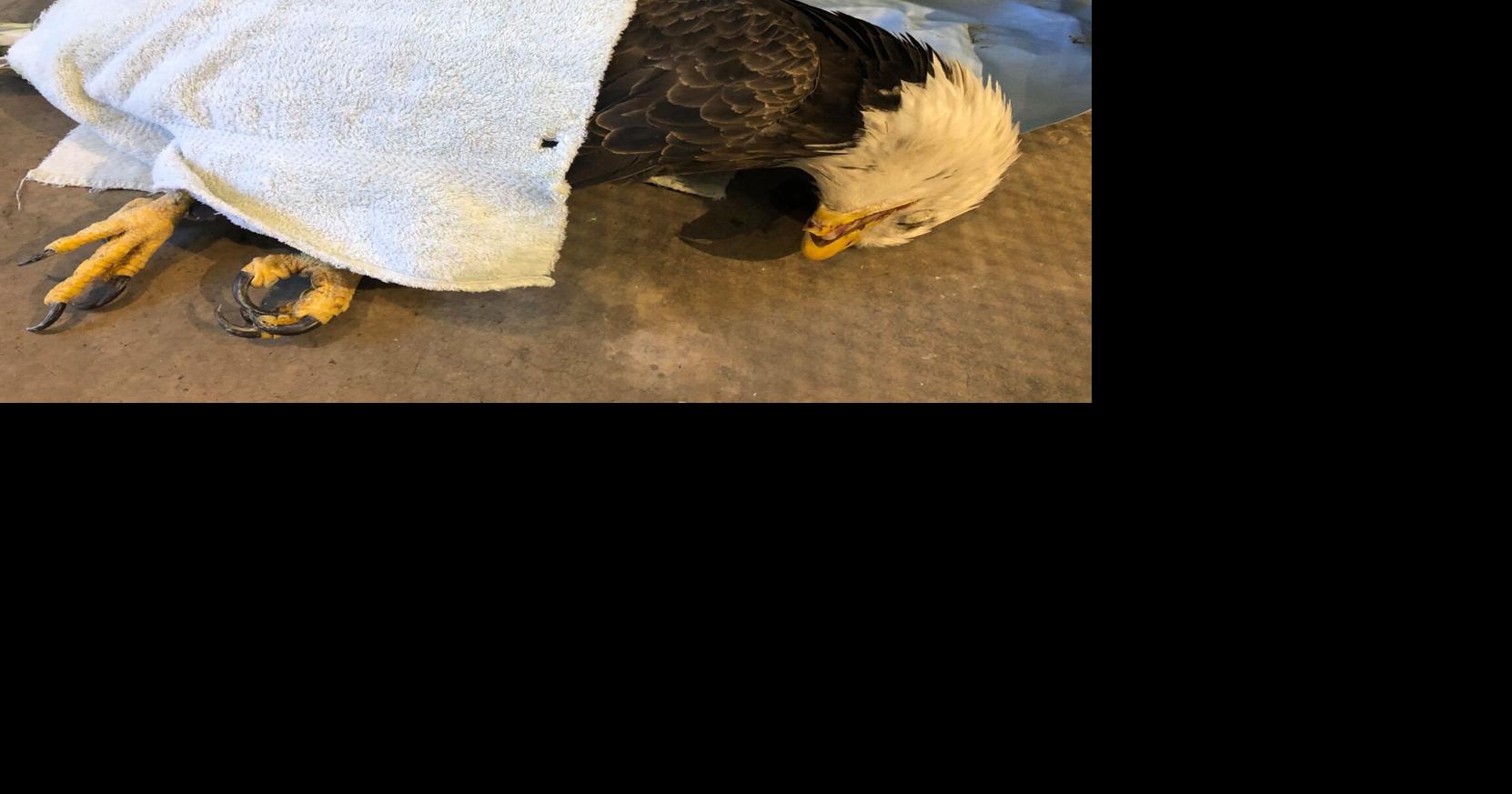 Wildlife experts warn lead bullets are harming birds of prey