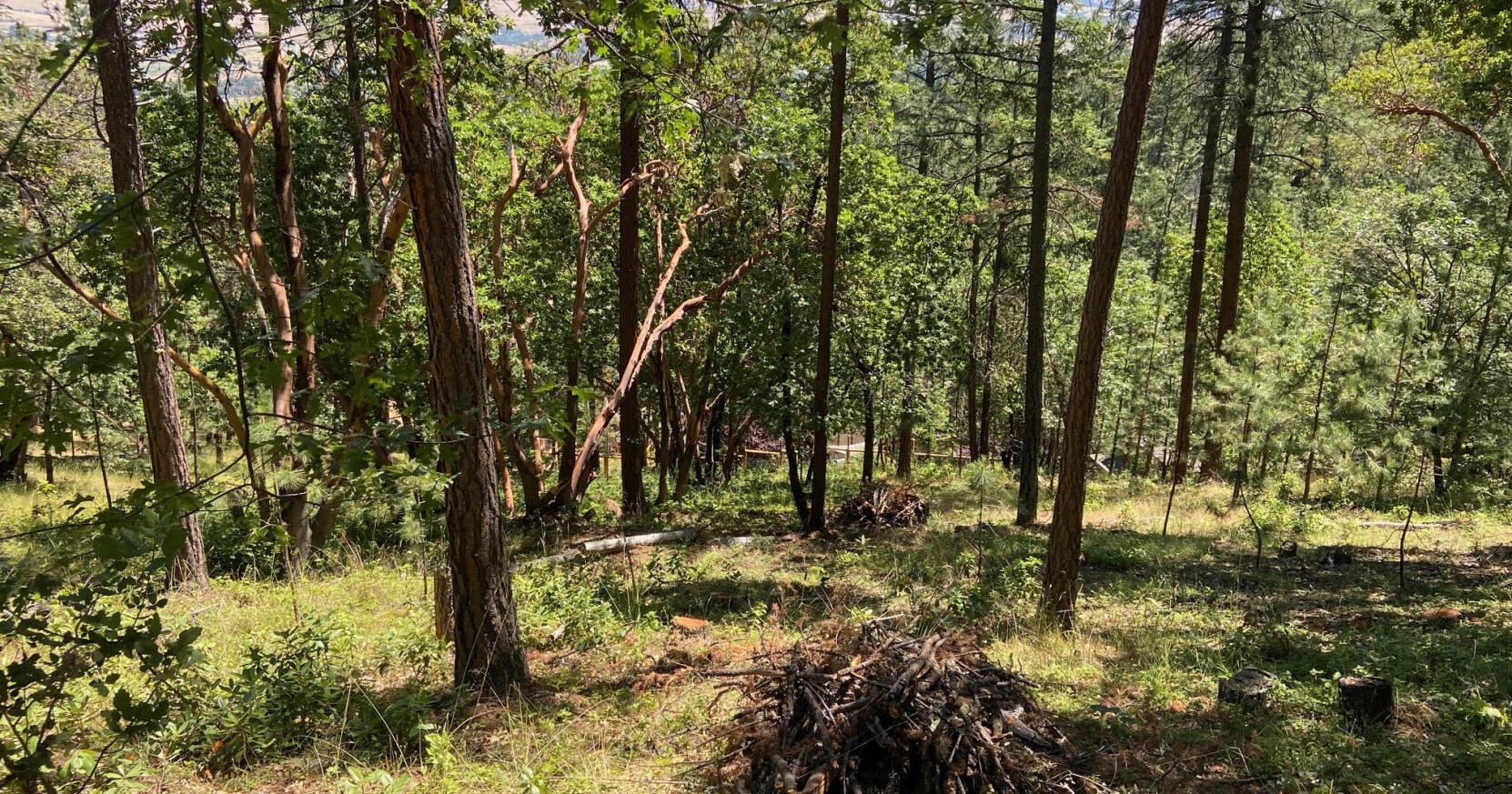 Ashland preparing to start heat-resistant planting in forestlands - Vimarsana News