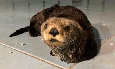 Sea otter found injured on Oregon Coast from possible shark bite has died