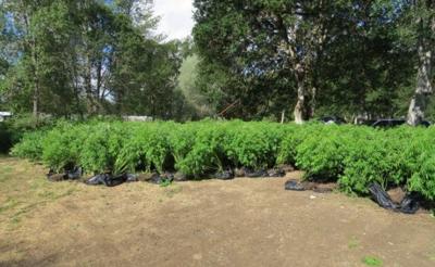 State officials to begin testing hemp in southern Oregon for illegal marijuana