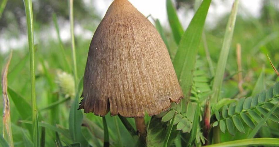 California could legalize psychedelic therapy after rejecting 'magic mushroom' decriminalization - Vimarsana News