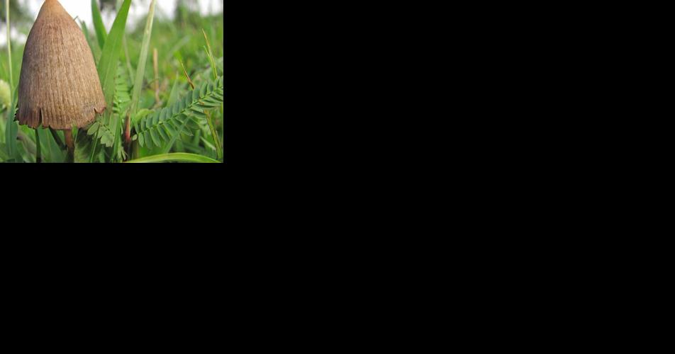 Oregon's proposed Psilocybin rules await public comments - Vimarsana News