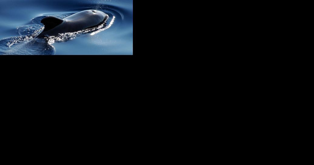 Killer whales' unnatural predator: crabbing gear - Vimarsana News