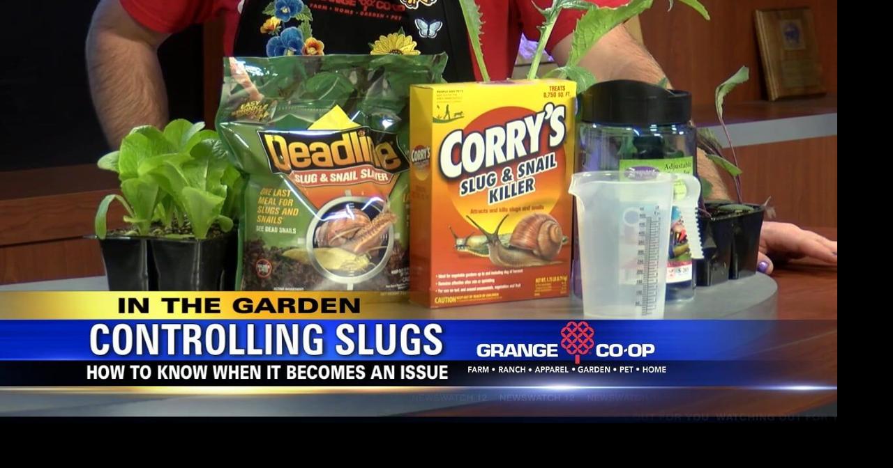 In The Garden: Slug & snail control | In The Garden | kdrv.com