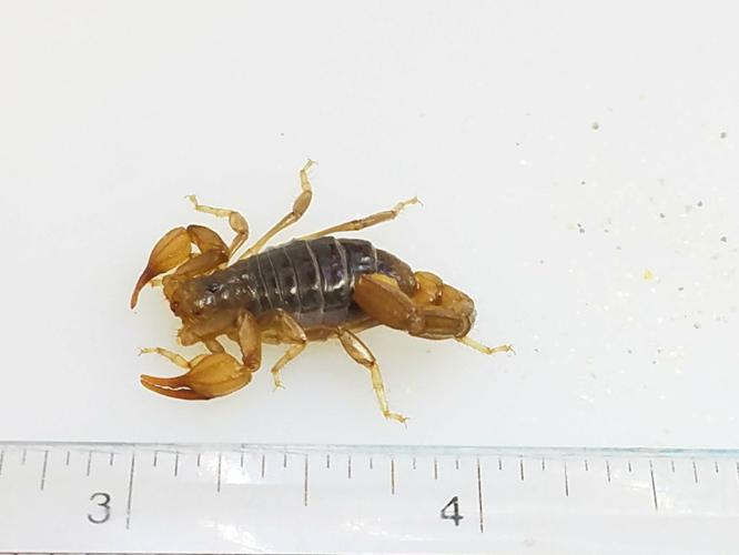 scorpion 1