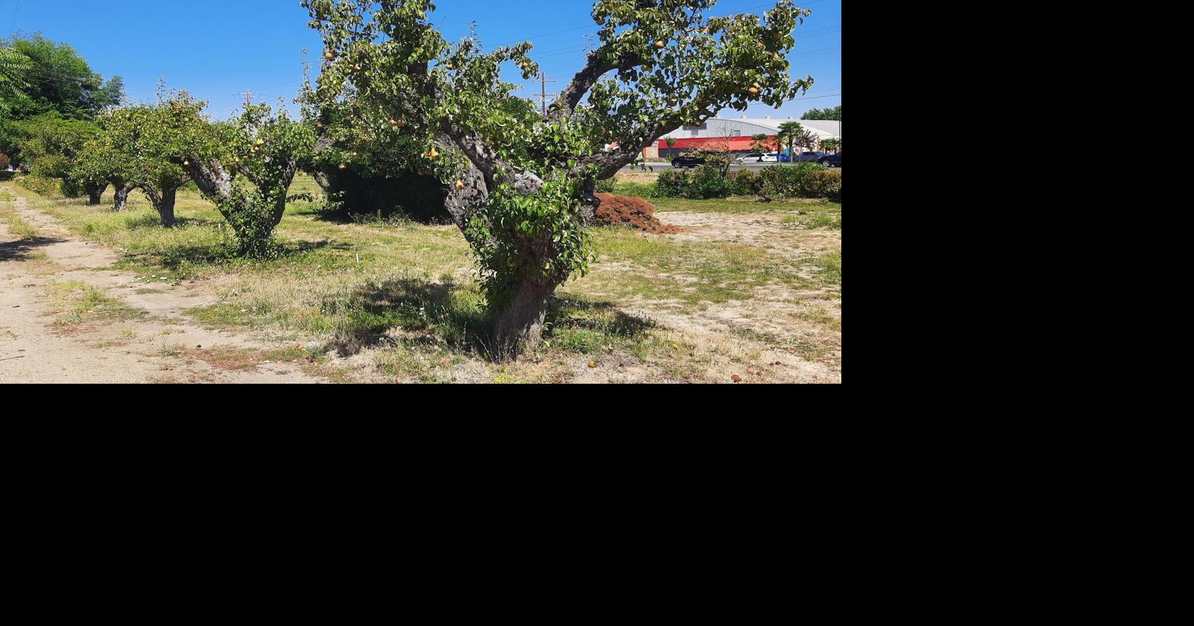 69cc2b2c47c47.image.jpg?crop=1703,894,0,