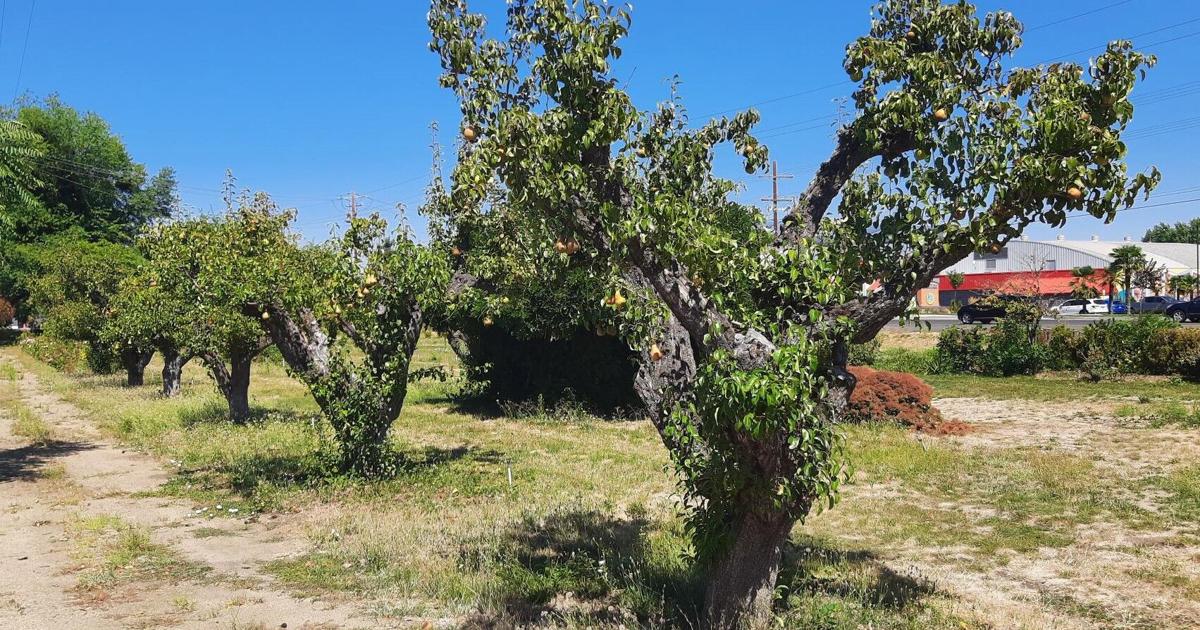 69cc2b2c47c47.image.jpg?crop=1703,894,0,