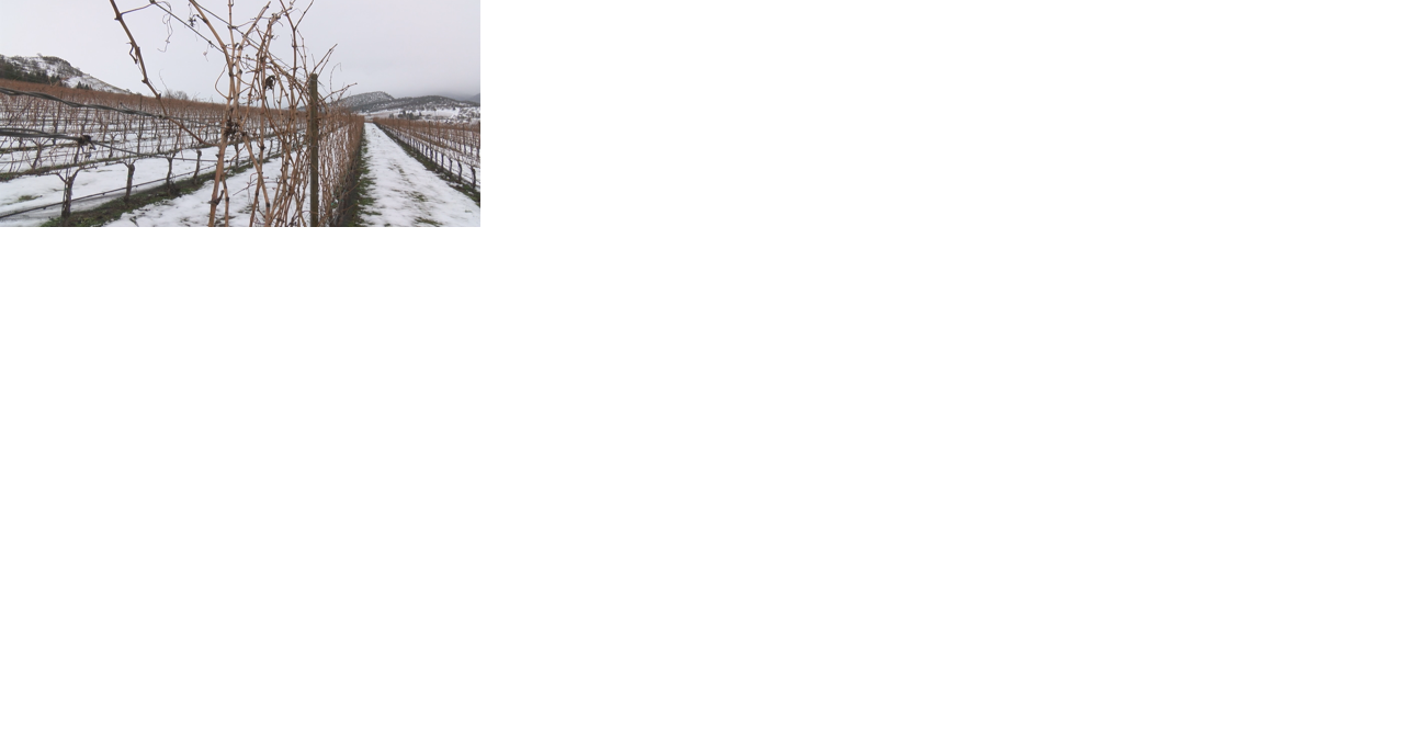 Winter considered 'slowest season' for local wineries - Vimarsana News