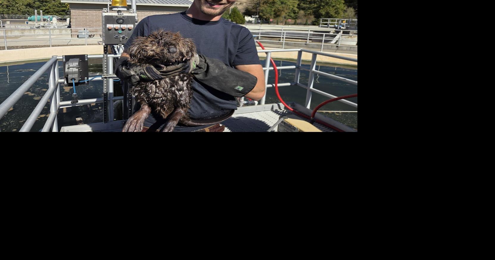 Beaver rescued from Ashland wastewater plant | Local | kdrv.com