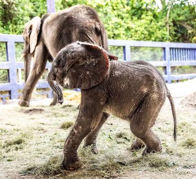 First baby African elephant born at Disney’s Animal Kingdom in 7 years, park says