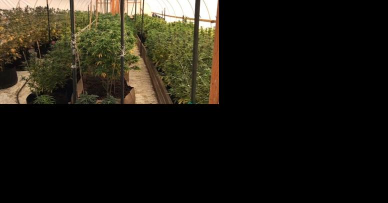 Oregon adds human trafficking rule to licensed marijuana requirements - Vimarsana News