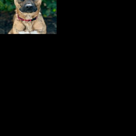 Meet our Pet of the Week, Rook! | Pet of the Week
