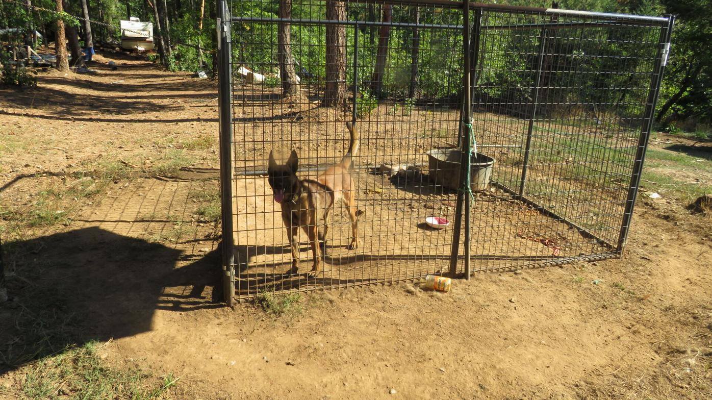Josephine County animal neglect and marijuana suspect ordered no contact |  News | kdrv.com