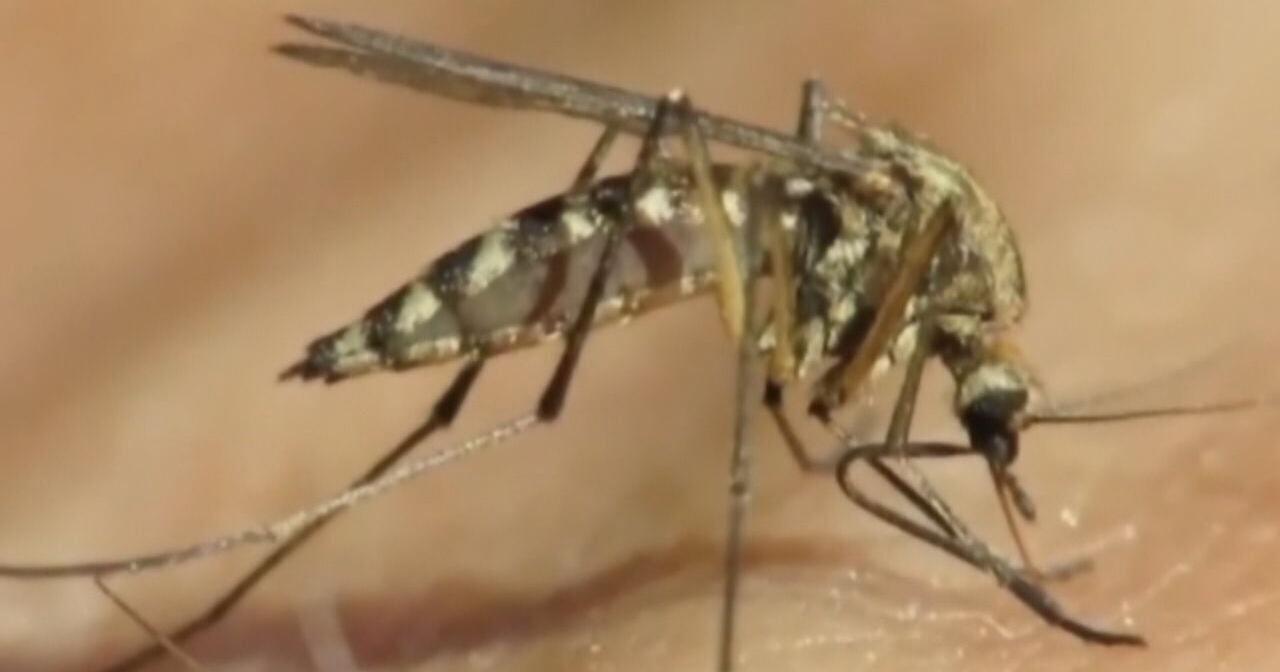 Warm and dry spring season brings a mosquito filled summer. - Vimarsana News
