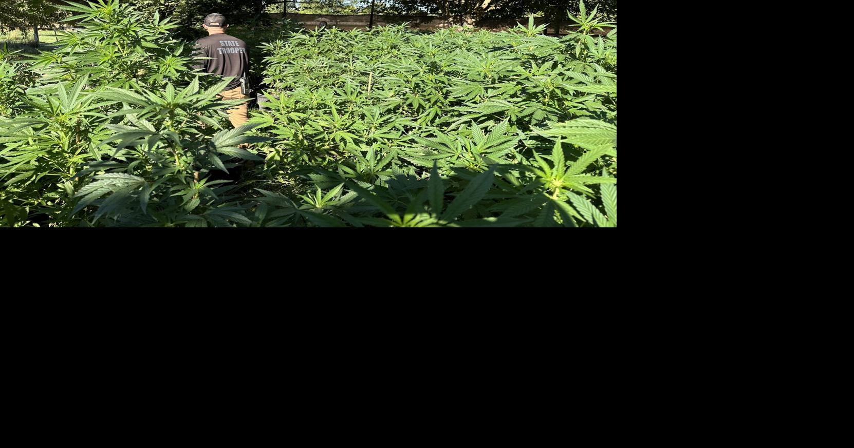 警察、フェニックスの違法栽培地から850本の植物を押収 | CrimeWatch