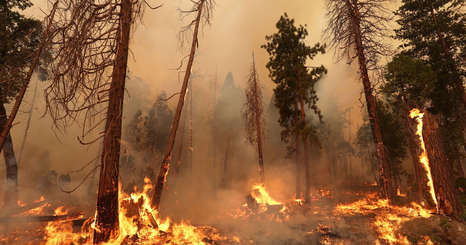 California's Oak Fire is displaying 'unprecedented' behavior as it scorches more than 16,000 acres near Yosemite National Park - Vimarsana News