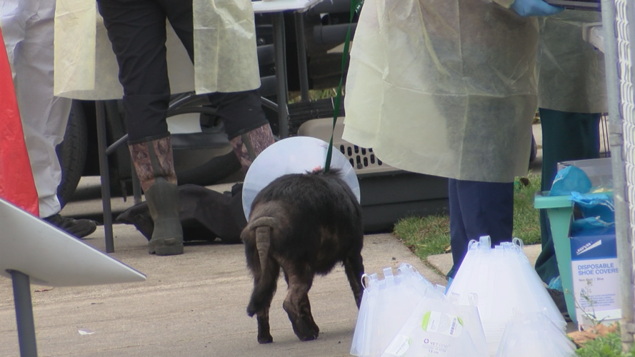 Eagle Point woman charged with 84 felony counts after 30 dogs found dead  and 54 in extreme conditions | News | kdrv.com