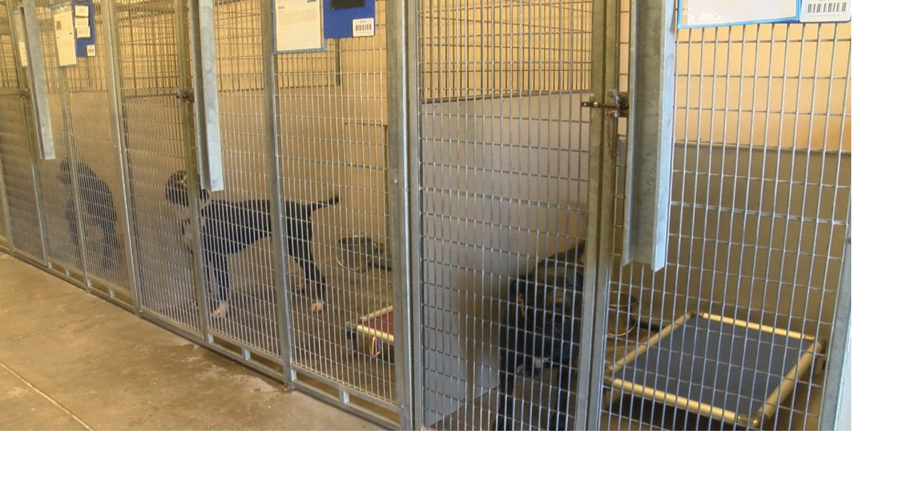County thinking over solutions as animal shelter exceeds capacity | Top ...