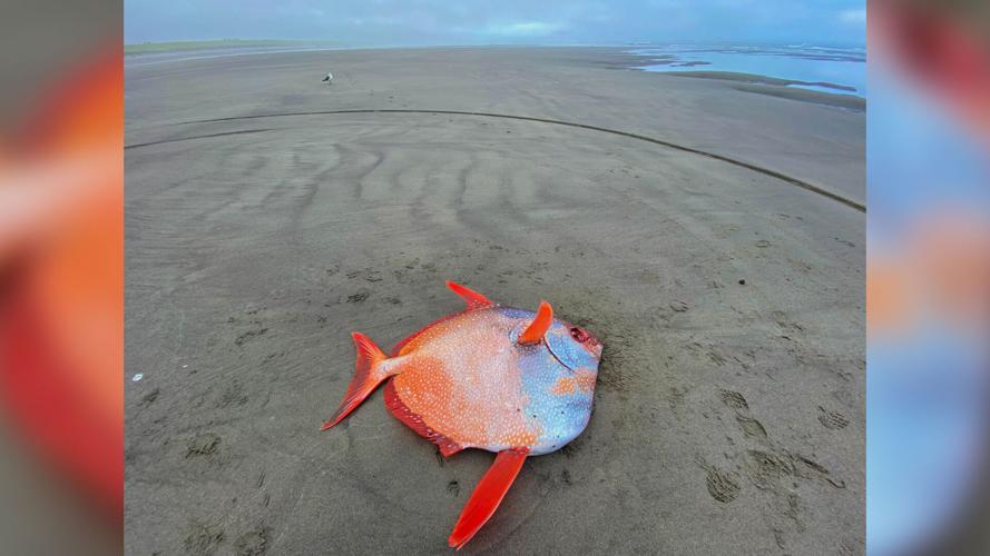 100-pound tropical fish discovered on a beach in Oregon, News