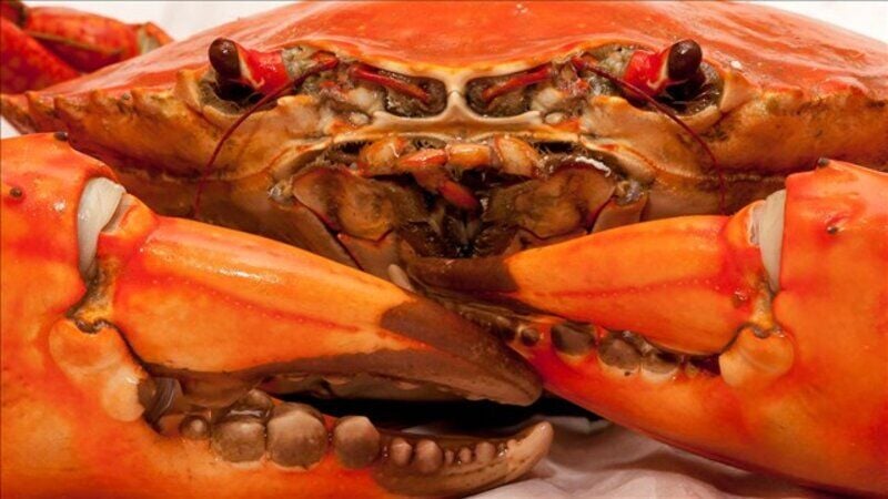 Oregon's commercial Dungeness crab season begins this week