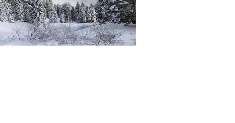 Christmas tree permit season opens today in Klamath National Forest, among others - Vimarsana News