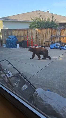 Police monitoring bears spotted in Medford | Top Stories | kdrv.com