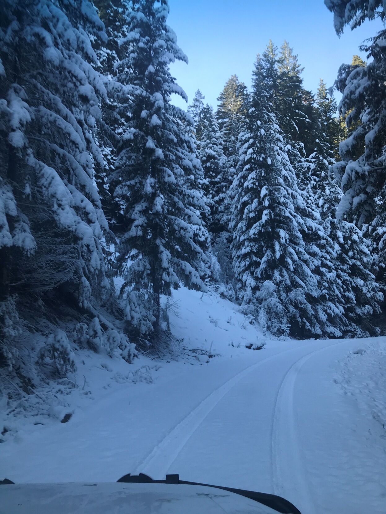 Christmas tree permit season opens today in Klamath National Forest