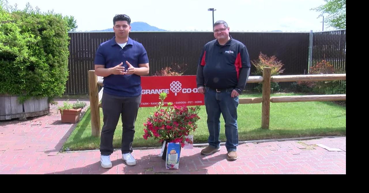 In the Garden: Encore azaleas | Features | kdrv.com