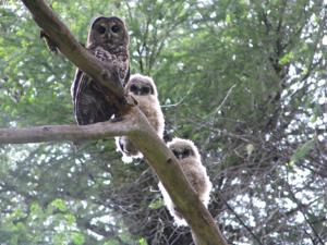 BLM Seeks Public Input on 1,600 Acres Designated for Northern Spotted Owl Habitat Near Eagle Point
