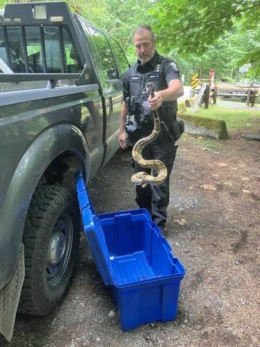 Search for another Vancouver Island boa constrictor prompts warning about exotic pets