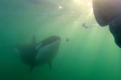 Orcas sharing prey with humans may be trying to learn 'who we are,' researcher says