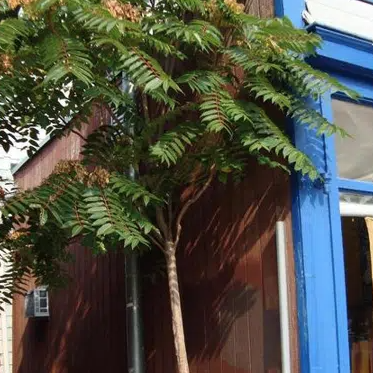 Kelowna's war on Tree of Heaven likely to be a long one - Vimarsana News