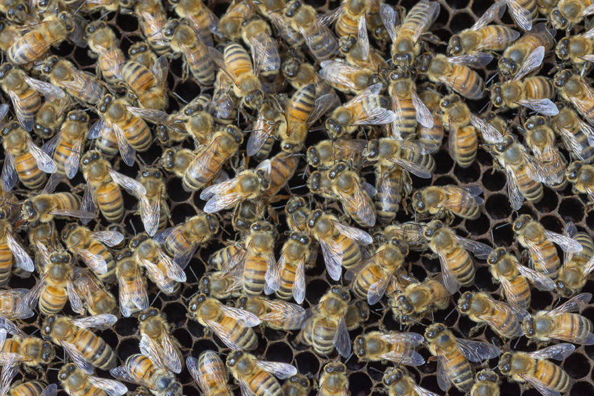 18-6-2020-WEB-Beekeeper-Hiveology.jpg