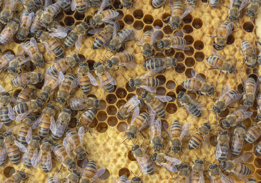 15-6-2020-WEB-Beekeeper-Hiveology.jpg