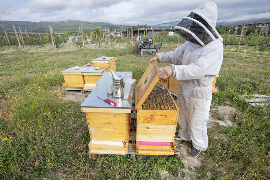 1-6-2020-WEB-Beekeeper-Hiveology.jpg