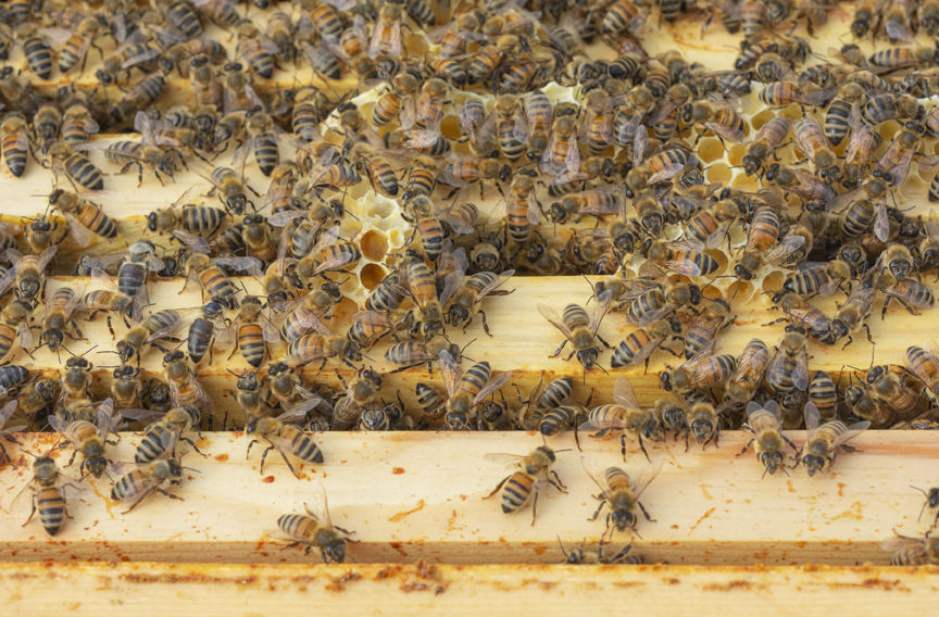 13-6-2020-WEB-Beekeeper-Hiveology.jpg