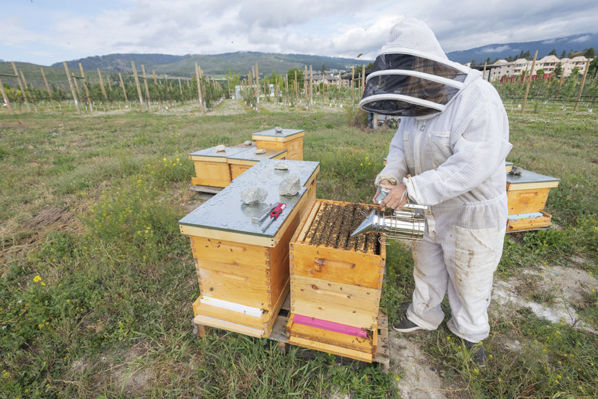 5-6-2020-WEB-Beekeeper-Hiveology.jpg