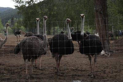 Mounties investigate ostrich death at ѻý farm facing cull order