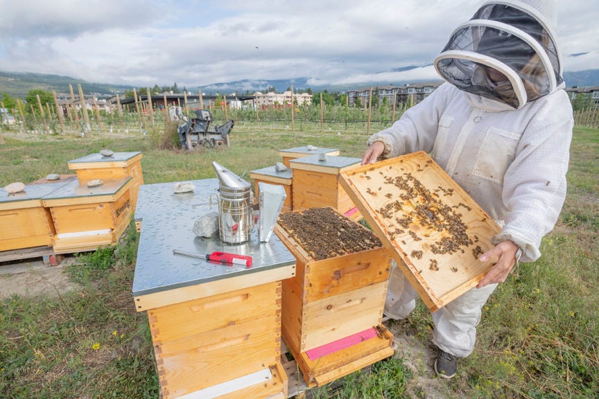 2-6-2020-WEB-Beekeeper-Hiveology.jpg