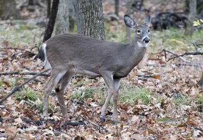 Montreal suburb begins controversial deer cull to reduce population in local park