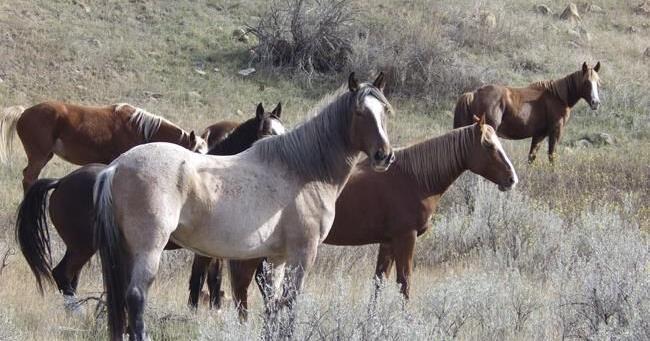 Wild horses to remain in North Dakota's Theodore Roosevelt National Park, lawmaker says - Vimarsana News