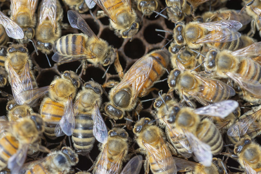 19-6-2020-WEB-Beekeeper-Hiveology.jpg
