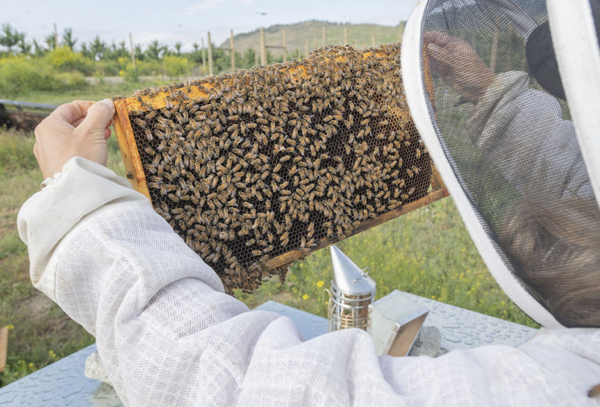 Royal Pursuit Beekeeping in the Okanagan Gallery