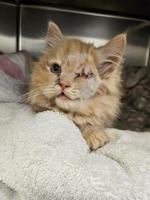 Kitten attacked by dog has eye surgically removed