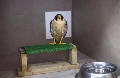Quebec to add 27 names to list of vulnerable, threatened species