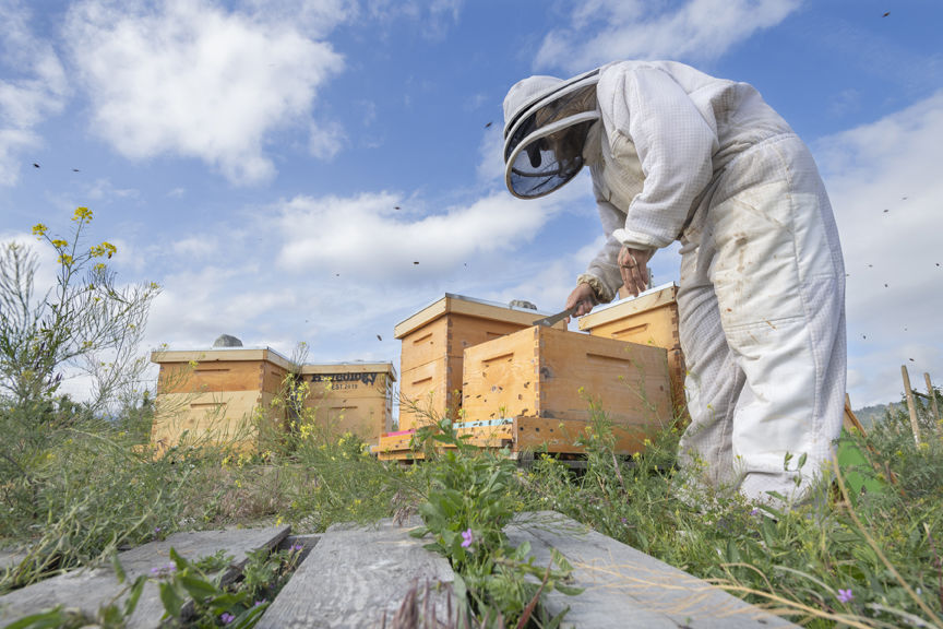 8-6-2020-WEB-Beekeeper-Hiveology.jpg