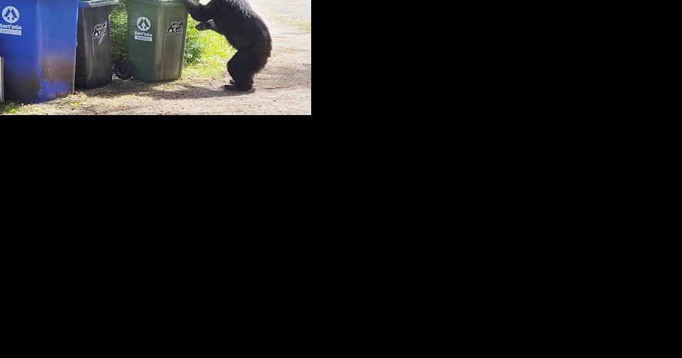 Kelowna's food waste pick-up challenge: Cost, bears, and rats - Vimarsana News