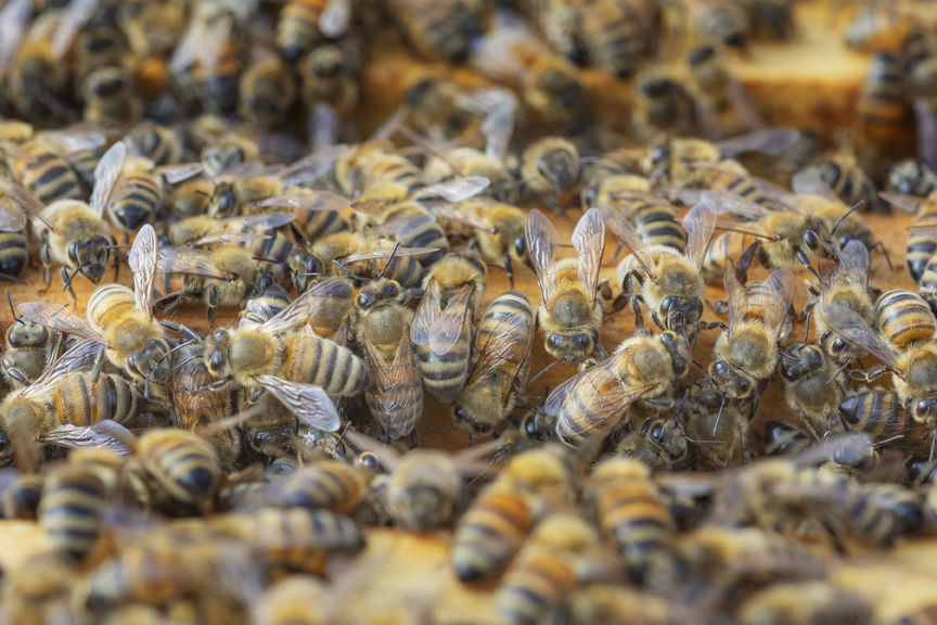 17-6-2020-WEB-Beekeeper-Hiveology.jpg