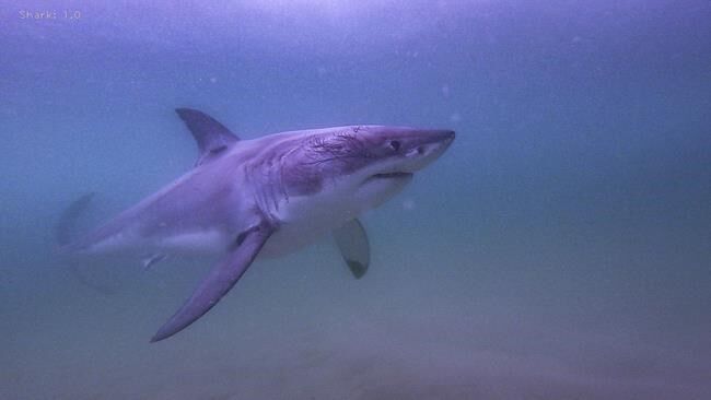 Four-metre-long Great White Shark washes up on ѻý beach