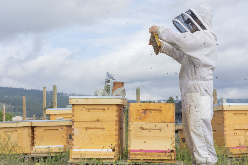 16-6-2020-WEB-Beekeeper-Hiveology.jpg